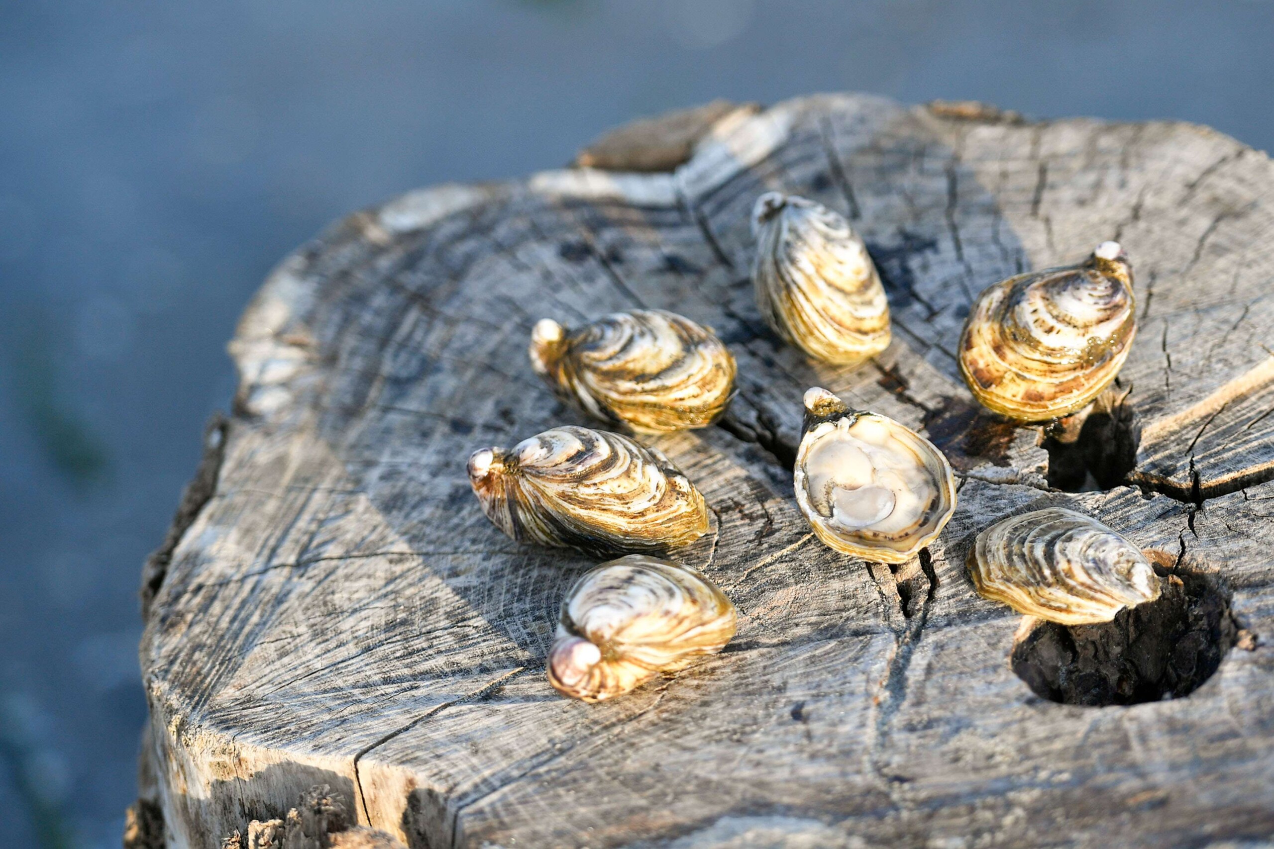 Degustazione Ostriche all'Isola dell'amore